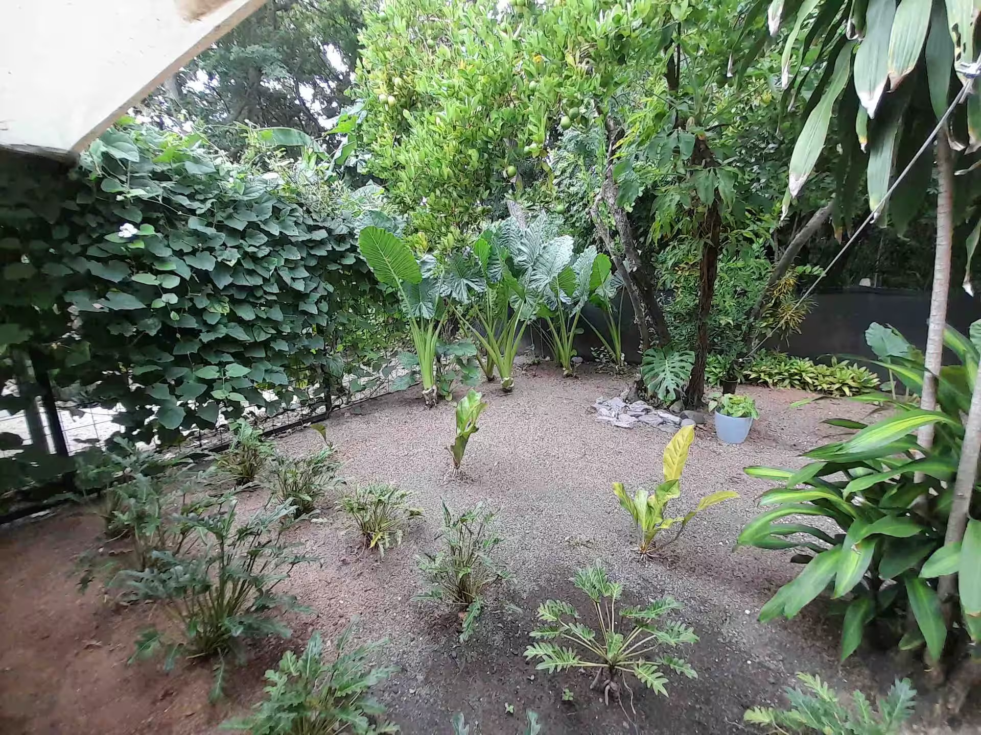 Lush tropical garden with alocasia and fruit trees